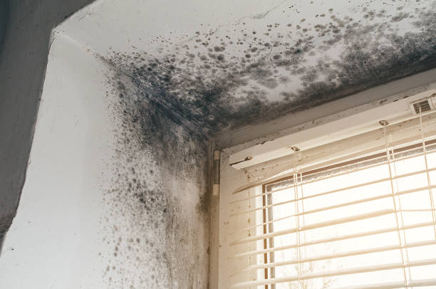 Affordable Black Mold Remediation solutions in Panthersville, GA